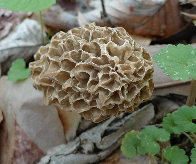 Morel