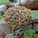 Morel