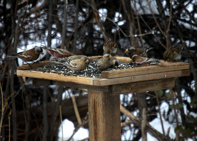 Rosy-Finches & House Sparrows
