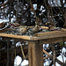 Rosy-Finches & House Sparrows