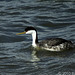 Western Grebe (Aechmophorus occidentalis)