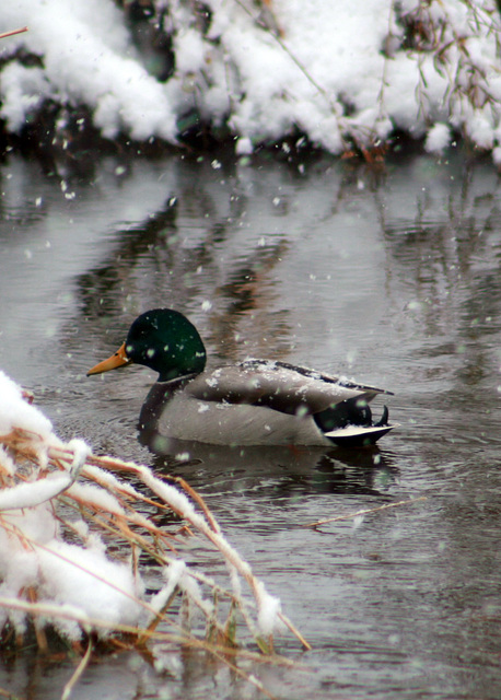 Mallard