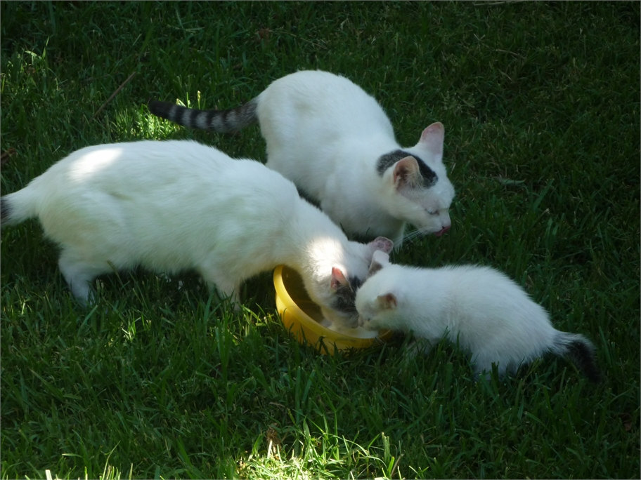 Tres gatos pequeños