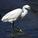 Snowy Egret