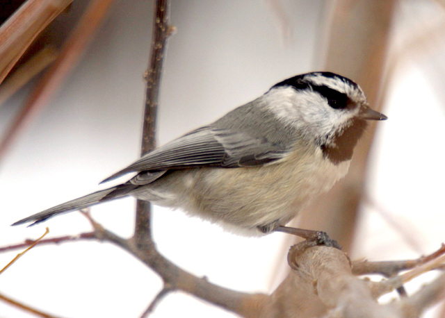 Mountain Chickadee