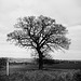 Herts Tree in BW