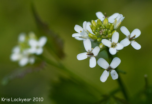 Garlic mustard