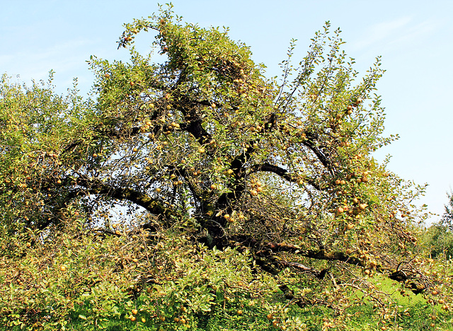 Alter Apfelbaum