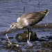 Willet vs. Mussel