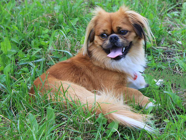 Pekinese