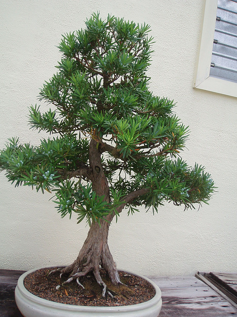 aboretum 023