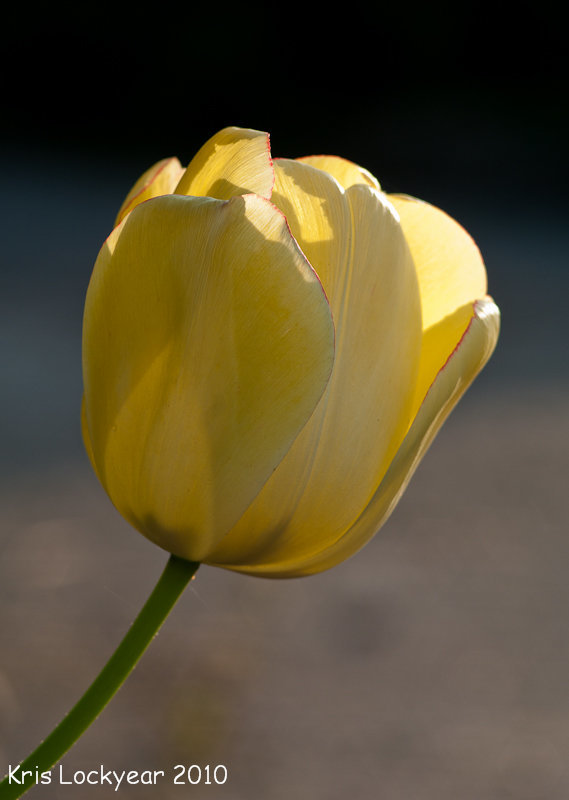 Tulip