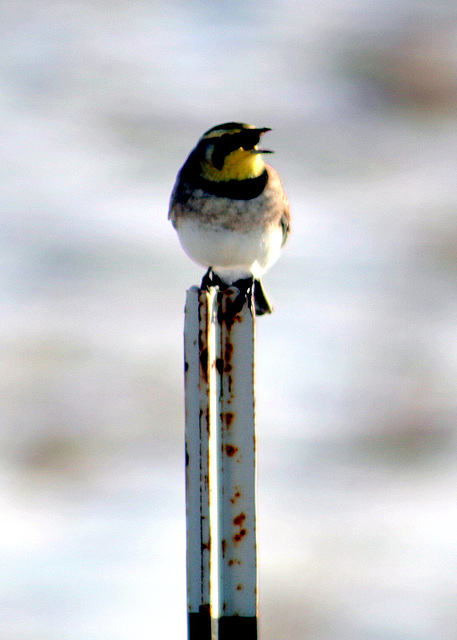 Horned Lark