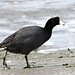 American Coot