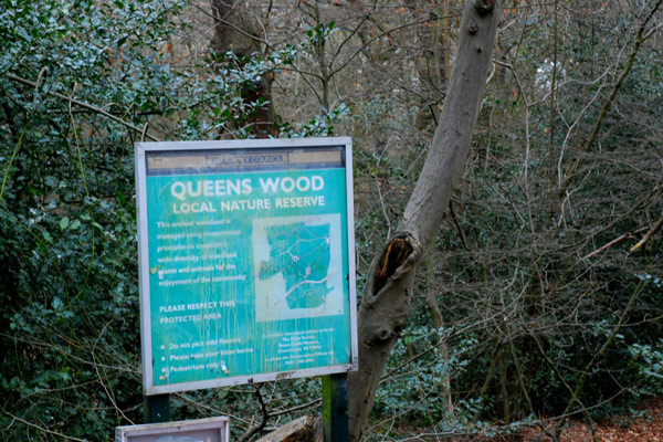 Queen's Wood