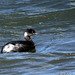 Eared Grebe (Podiceps nigricollis)