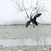 Mallard aims for the Hole in the Ice