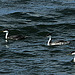 Fleet of Grebes (Aechmophorus occidentalis)