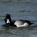 Lesser Scaup