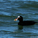 Surf Scoter