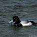 Lesser Scaup