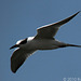 Forster's Tern