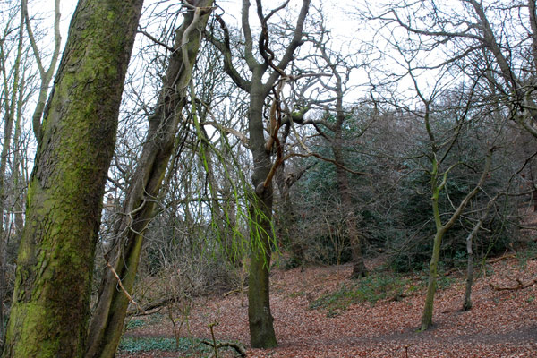 Queen's Wood