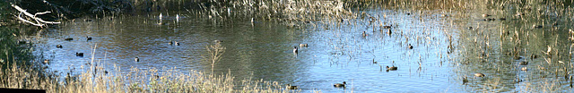 Dabbling Ducks Doing what Dabbling Ducks Do ... Dabbling