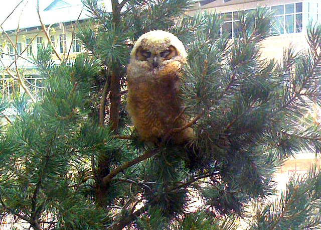 Great Horned Owl Fledgling