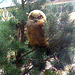 Great Horned Owl Fledgling