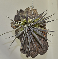 Tillandsia kammii DSC 0053