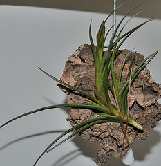 Tillandsia crocata orange DSC 0055