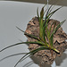 Tillandsia crocata orange DSC 0055