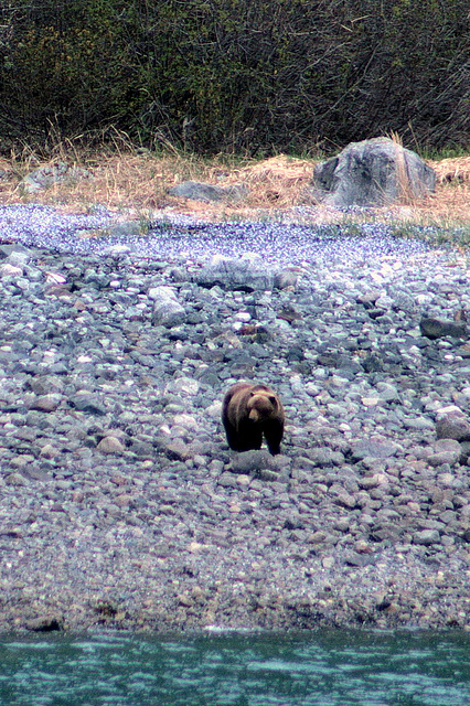 Day 9: Brown Bear