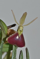 Epidendrum porpax DSC 0062