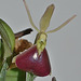 Epidendrum porpax DSC 0062