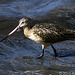 Marbled Godwit