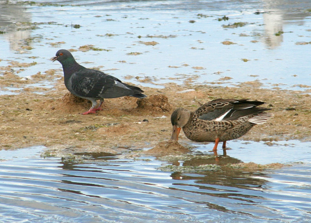 Rock Pigeon and Northern Shoveler