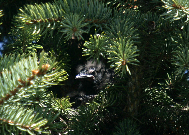 Common Grackle Nestlings