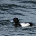 Lesser Scaup