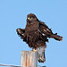 Dark-Morph Ferruginous Hawk  (Buteo regalis)