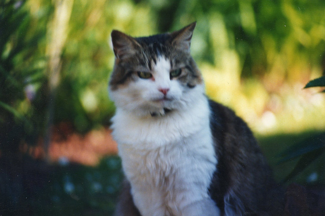 Muffin in the garden