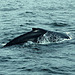 Day 6: Humpback in Frederick Sound