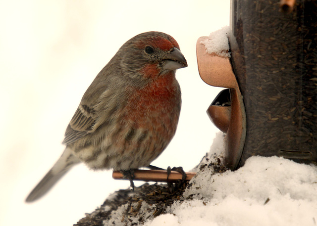 Male House Finch