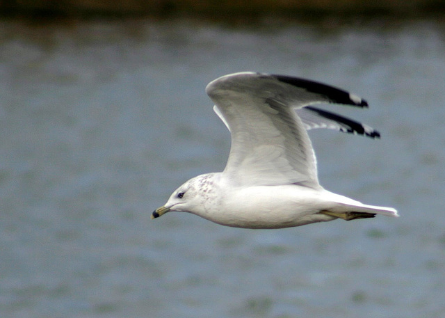 Ring-Billed Gull