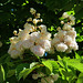 Fleurs blanches : Sorbus wetra