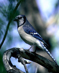 Blue Jay