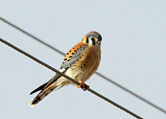 American Kestrel (Falco sparverius)