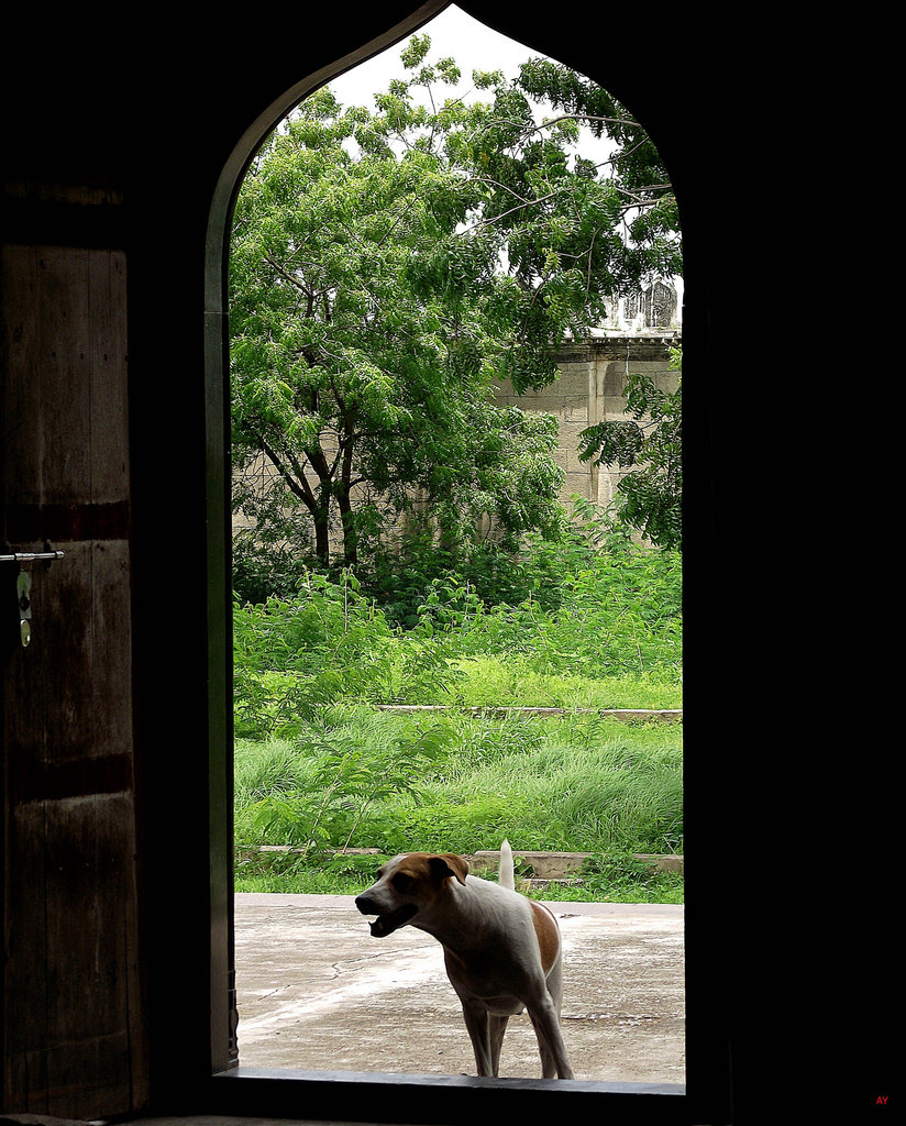 Barking into a tomb