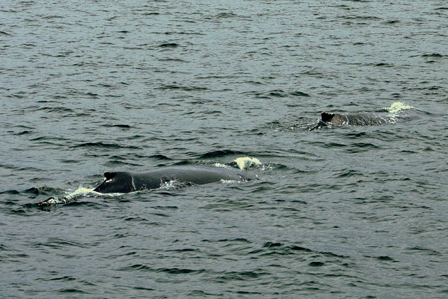 Day 6: Pair of Humpbacks